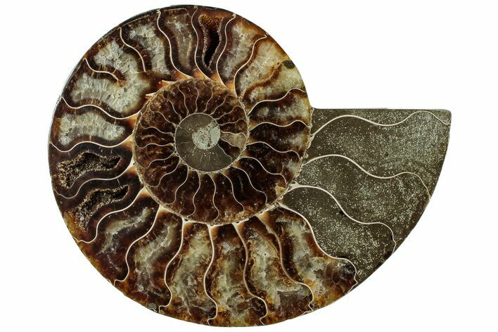 Cut & Polished Ammonite Fossil (Half) - Madagascar #310733